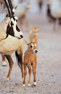 Arabian Oryx (Oryx leucoryx) calf on Sir Bani Yas Island, United Arab Emirates, April