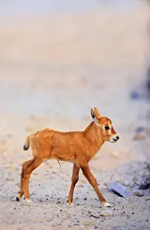 Endangered Prints: Arabian Oryx (Oryx leucoryx) calf on Sir Bani Yas Island, United Arab Emirates, April