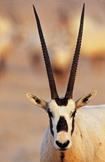 Endangered Prints: Arabian Oryx (Oryx leucoryx) on Sir Bani Yas Island, United Arab Emirates, April