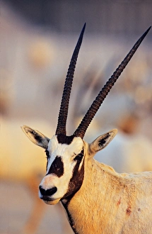 Arabian Oryx (Oryx leucoryx) on Sir Bani Yas Island, United Arab Emirates, April