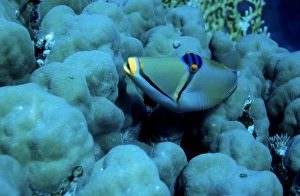Scuba Diving Prints: Arabian Picasso triggerfish, Rhinecanthus assasi, Panorama Reef (Abu Alama), Red Sea