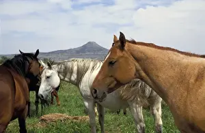 Images Dated 4th December 2009: Arapaho traditional homelands in Wyoming with a heard of horses in the foreground