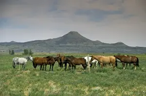 Tribe Prints: Arapaho traditional homelands in Wyoming with a heard of horses in the foreground