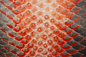 Threatened Species Prints: Arapaima (Arapaima gigas) Skin detail. Harvest on quota A South American tropical