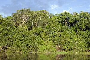 Images Dated 21st January 2007: The Arasa River in the Amazon jungle near Manaus, Brazil