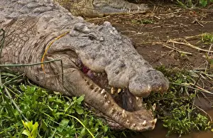 Images Dated 2029: Arba Minch Lake Chamo Ethiopia Africa Crocodile Market crocs in water danger with
