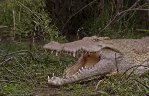 Images Dated 2028: Arba Minch Lake Chamo Ethiopia Africa crocodiles in Crocidile Market in water dangerous