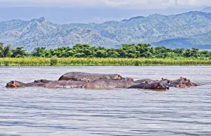 Images Dated 2028: Arba Minch Lake Chamo Ethiopia Africa hippopotamus, in Crocidile Market in water
