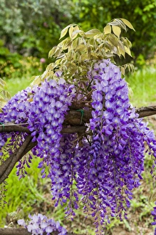 Decorative Prints: Arbor of wisteria in bloom, Firenze, Tuscany, Italy