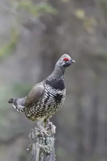 Anwr Prints: Arctic, Alaska, a male spruce grouse displays for females from a dead tree stump