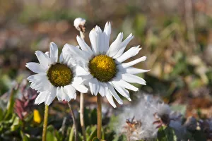 Arctic Chrysanthemum (Chrysanthemum arcticum), Cape Onman, Chukchi Sea, Russia Far East