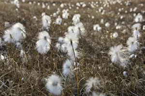 Arctic cotton grass bredefjord north east
