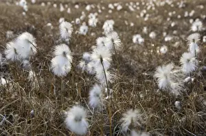 Peace Prints: Arctic Cotton Grass Bredefjord North East Greenland National Park Greenland