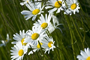 Images Dated 3rd July 2006: Arctic Daisy (Chrysanthemum Arcticum), Alaska