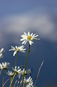 Images Dated 3rd July 2006: Arctic Daisy (Chrysanthemum Arcticum), Alaska