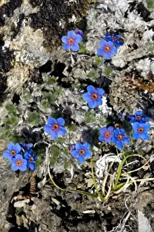 Arctic Forget-Me-Nots (Eritrichium nanum aretioides) - Arctic National Wildlife Refuge