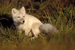 North Slope Prints: arctic fox, Alopex