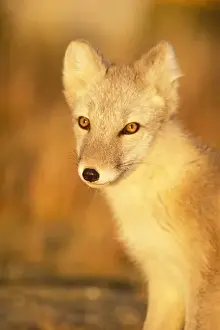 arctic fox, Alopex lagopus, on the 1002 coastal plain of the Arctic National Wildlife Refuge