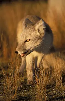 North Slope Prints: arctic fox, Alopex lagopus, on the 1002 coastal plain of the Arctic National Wildlife Refuge