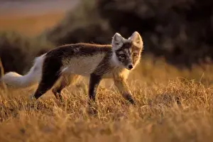 Tundra Prints: arctic fox, Alopex lagopus, coat changing from summer to winter, 1002 coastal plain