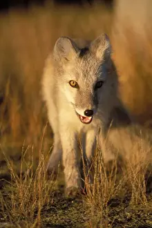 Area Prints: arctic fox, Alopex lagopus, coat changing from winter to summer, 1002 coastal plain