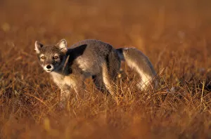 Images Dated 10th November 2005: arctic fox, Alopex lagopus, young on the 1002 coastal plain of the Arctic National Wildlife Refuge