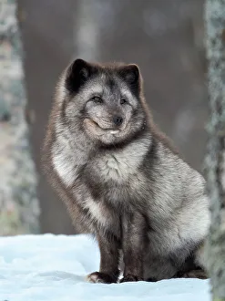 Polar Region Prints: Arctic Fox, blue morph, in deep snow during winter. Europe, Norway, Bardu, Polar Park