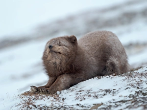 Relaxed Prints: Arctic fox, blue morph, in snow during winter close to Pyramiden in Dickson-Land