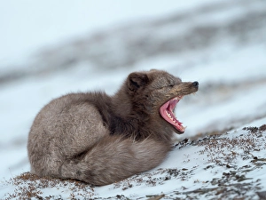 Relaxed Prints: Arctic fox, blue morph, in snow during winter close to Pyramiden in Dickson-Land