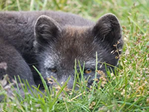 Arctic Fox, Melrakkasetur Islands, Westfjords, Iceland