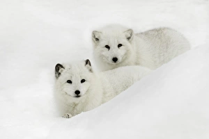 Images Dated 30th January 2016: Arctic Fox in snow, (Captive) Montana Vulpes lagopus True Fox, native to Arctic