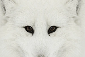 Montana Prints: Arctic Fox in snow, (Captive) Montana Vulpes lagopus True Fox, native to Arctic