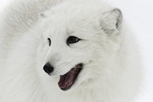 Arctic Fox in snow, (Captive) Montana Vulpes lagopus True Fox, native to Arctic