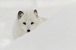 Images Dated 30th January 2016: Arctic Fox in snow, (Captive) Montana Vulpes lagopus True Fox, native to Arctic