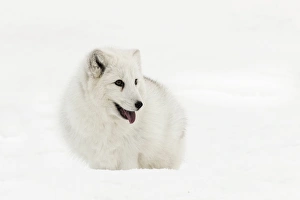 Images Dated 30th January 2016: Arctic Fox in snow, (Captive) Montana Vulpes lagopus True Fox, native to Arctic