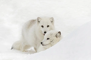 Arctic Fox in snow, (Captive) Montana Vulpes lagopus True Fox, native to Arctic