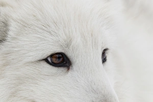 Images Dated 30th January 2016: Arctic Fox in snow, (Captive) Montana Vulpes lagopus True Fox, native to Arctic