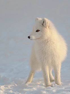 Polar Region Prints: Arctic fox in snow during winter at Gronfjorden in Nordenskiold Land, Norway, Svalbard