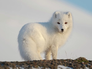 Polar Region Prints: Arctic fox in snow during winter at Gronfjorden in Nordenskiold Land, Norway, Svalbard