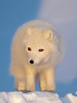 Polar Region Prints: Arctic fox in snow during winter at Gronfjorden in Nordenskiold Land, Norway, Svalbard