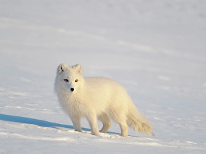 Polar Region Prints: Arctic fox in snow during winter at Gronfjorden in Nordenskiold Land, Norway, Svalbard