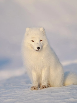 Polar Region Prints: Arctic fox in snow during winter at Gronfjorden in Nordenskiold Land, Norway, Svalbard