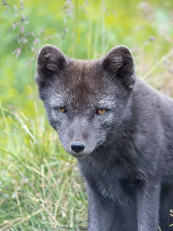 Images Dated 30th May 2019: Arctic Fox (Vulpes lagopus, Alopex lagopus), Melrakkasetur Islands, Westfjords, Iceland