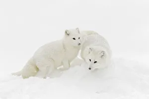 Prints of Arctic fox in winter coat on snow, Vulpes lagopus, controlled situation Images Dated 2019 July: Arctic fox in winter coat on snow, Vulpes lagopus, controlled situation