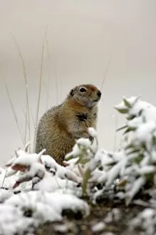 Images Dated 2nd September 2005: arctic ground squirrel, Citellus undulatus spermophilus, in snow, Denali National Park