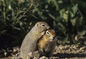Cute Prints: Arctic Ground Squirrel, Denali National Park, Alaska