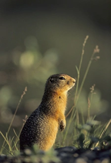 Arctic Ground Squirrel, Denali National Park, Alaska