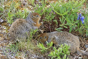 Arctic Ground Squirrel. Along Kongakut River. Arctic National Wildlife Refuge. Alaska