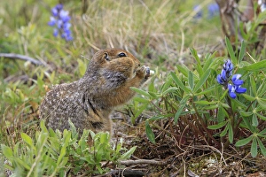 Ungulate Prints: Arctic Ground Squirrel. Along Kongakut River. Arctic National Wildlife Refuge. Alaska