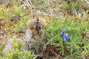 Arctic Ground Squirrel. Along Kongakut River. Arctic National Wildlife Refuge. Alaska